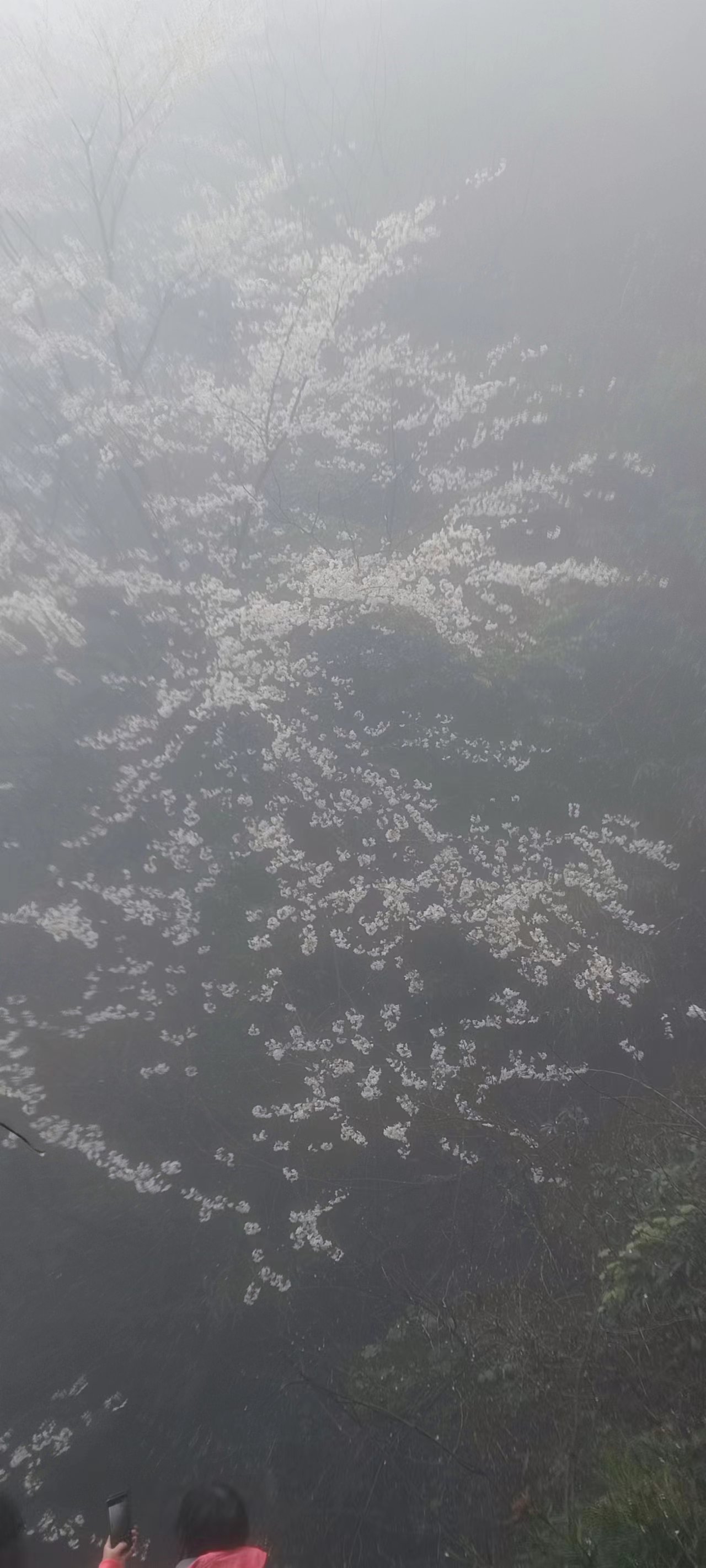 花滿幽谷，鳥鳴山澗-2023年工會活動游記